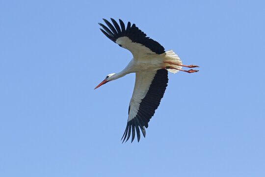 White stork (Ciconia ciconia) in flight, Schleswig-Holstein, Germany
