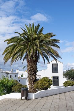 Palm trees and typical white house with black doors and shutters, Bodega St. Barbara, Teguise, Lanzarote, Canary Islands, Spain