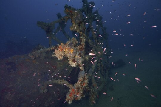 A shipwreck's wheel encrusted with sea sponges, swarmed by small fish, including Mediterranean anthias (Anthias anthias), underwater in the Mediterranean off Hy&egrave;res, at the &lsquo;Ville de Grasse' wreck dive site, Giens Peninsula, Porquerolles, Provence, C&ocirc;te d'Azur, Mediterranean Sea, France