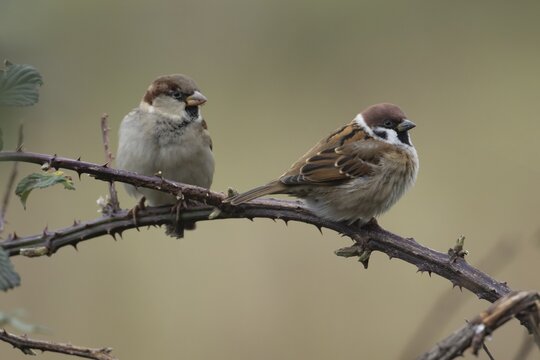 Tree sparrow (Passer montanus) and House sparrow (Passer domesticus) adult birds on a bramble bush branch, England, United Kingdom