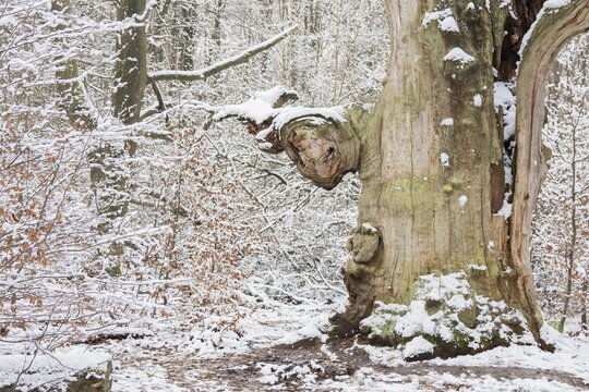 Snow-covered old hute beech in the Sababurg primeval forest, Hesse, Germany