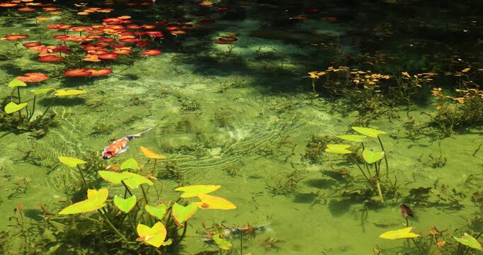 岐阜県にあるモネの池を泳ぐ錦鯉

