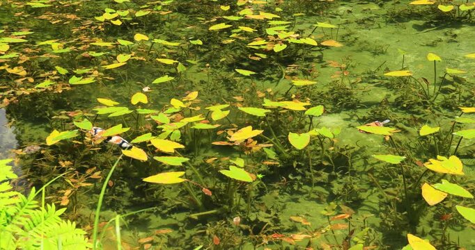 岐阜県にあるモネの池を泳ぐ錦鯉
