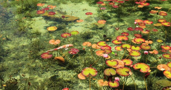 岐阜県にあるモネの池を泳ぐ錦鯉
