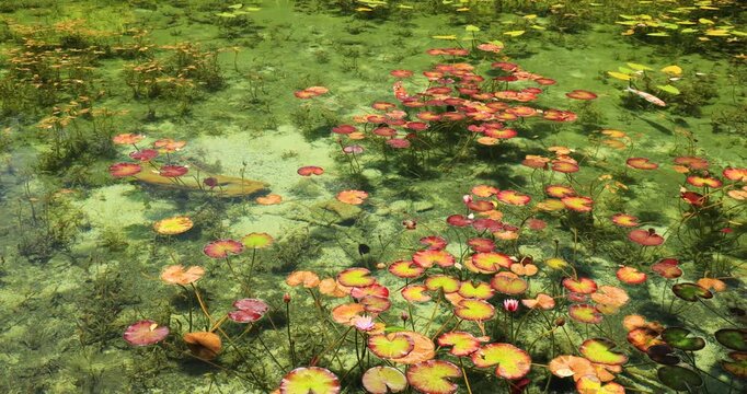 岐阜県にあるモネの池を泳ぐ錦鯉
