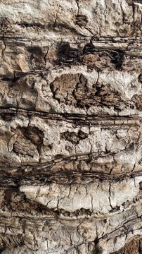 Vertical video of detailed palm tree bark texture, close up of rough organic tree trunk background.