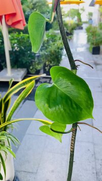 Vertical video of a beautiful heart shaped green leaf on a plant stem with aerial roots blooming outdoors.