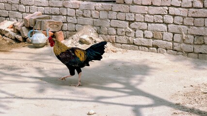 Rooster Walking Across Sunny Courtyard Beside Stone Wall: Free-Range Village Cockerel with Tree Shadows Photo © Ghulam