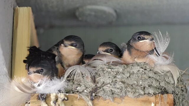 Barn Swallow Chicks Waiting to Be Fed in a Mud Nest