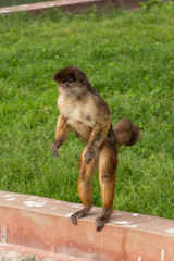 Curious Brown Capuchin Monkey Standing Upright on Two Legs on Green Grass © Etzon