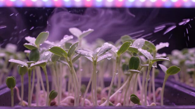 Green sprout seedling cultivation laboratory hydroponic led light indoor farming water drop mist spray fresh growth small plant leaf stem organic microgreen nature life urban farm hopeful mood