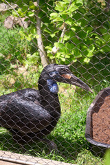 Ground hornbill behind wire mesh enclosure at zoo © Kenton