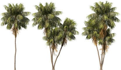 palm on a transparent background © jomphon