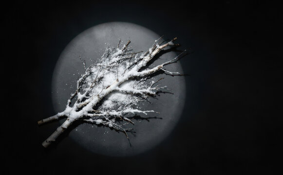 Snow covered birch branches against a dark moon background for winter solstice concepts