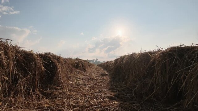 Real-time POV Shot of Walking Along Rows of Rice Straw in Harvested Field