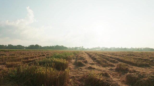 Slow Motion Panning Shot of Harvested Rice Field with Stacked Straw Rows
