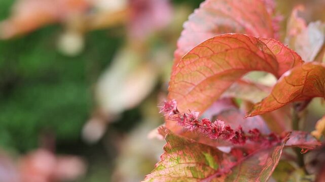 Close-up of vibrant pink and green ornamental leaves with tiny flowers in a garden. (Acalypha wilkesiana, Jacob's Coat, and Copper Leaf)