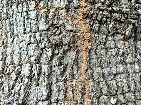 bark of a tree