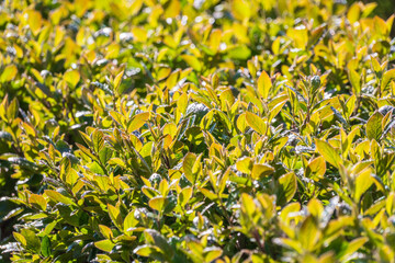 Green leaves with water drops after rain © Dmitrii Potashkin