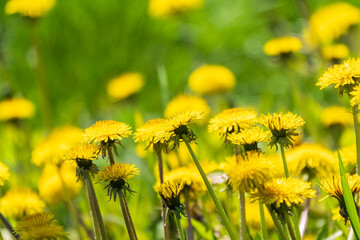 Field of yellow dandelions. Taraxacum officinale, the common dandelion © Dmitrii Potashkin