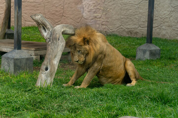 Expressive Portrait of an Aging Male Lion Looking Tired and Weary While Resting on Grass in a Zoo Enclosure © Etzon