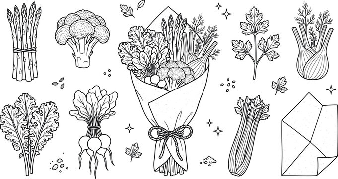 Vegetable bouquet asparagus broccoli kale radish celery parsley wrapping paper line art vector illustration set white background
