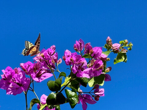 Butterfly Iphiclides podalirius on bougainvillea flowers