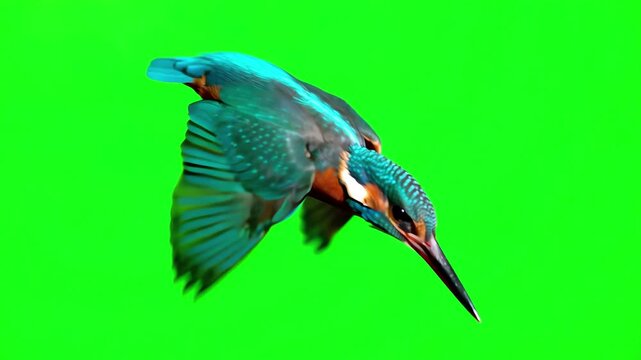 Kingfisher bird hovering in mid-air and diving downwards against a bright green screen background