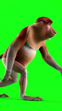 High quality 3D animation of a proboscis monkey walking in a loop against a chroma key green background