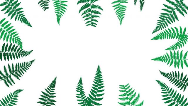Green fern fronds growing in from the edges one by one into a frame with white copy space as an animated intro