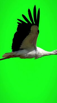 Majestic white stork flying gracefully across a bright green screen with smooth wing flaps