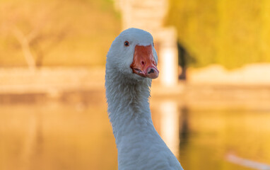 Portrait of Domesticated grey goose, greylag goose or white goose on green blured background with an open beak. © Dmitrii Potashkin
