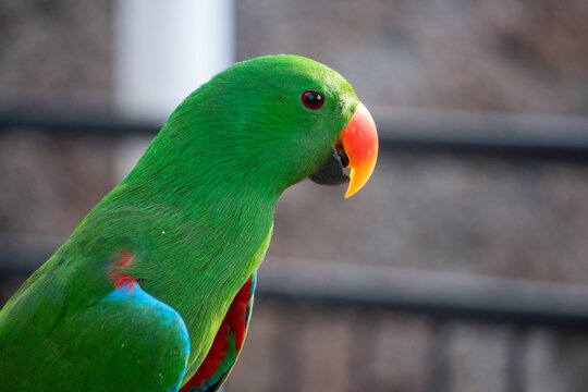 Macro portrait of a male green eclectus parrot head with bright orange beak