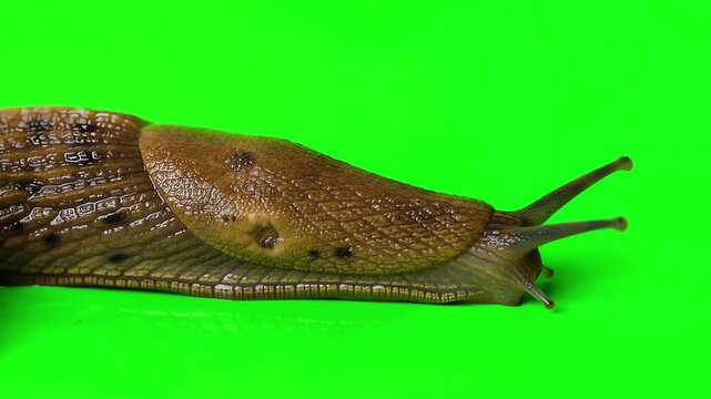 Slug stretching its long body as it crawls along a green screen background for easy chroma keying in post production