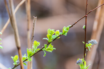Green leaves with water drops after rain © Dmitrii Potashkin