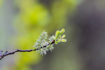 Green leaves with water drops after rain © Dmitrii Potashkin