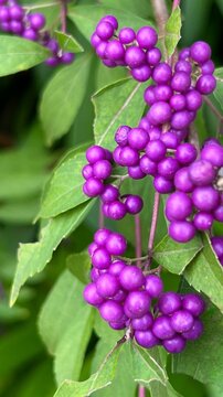 photograph of Japanese beautyberry with dense clusters of vivid purple berries, abundant purple berries in autumn, close-up of small berry clusters on shrub