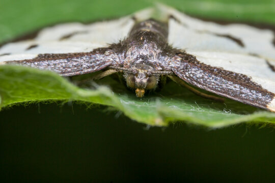 Clouded border moth on leaf, Lomaspilis marginata macro detail