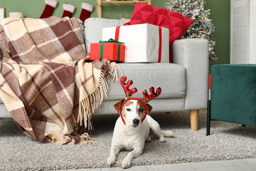 Cute Jack Russell Terrier dog in reindeer horns and Christmas gift boxes at home © Pixel-Shot
