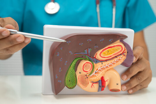 Liver with gallbladder, pancreas spleen and duodenum, Asian doctor holding human anatomy model for study diagnosis and treatment in hospital.
