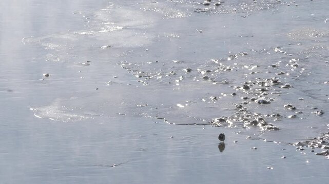 Japanese wagtail walking in February 2017 4K Hokkaido Japan