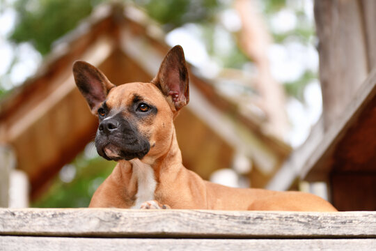 Young mixed breed dog lying on wooden plank. Red fawn dog with black mask from French Bulldog, Boxer and Miniature Bull Terrier mix