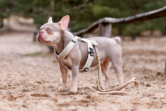 New Shade Isabella orange Tan colored French Bulldog with Y-shaped dog harness and leash standing in sand