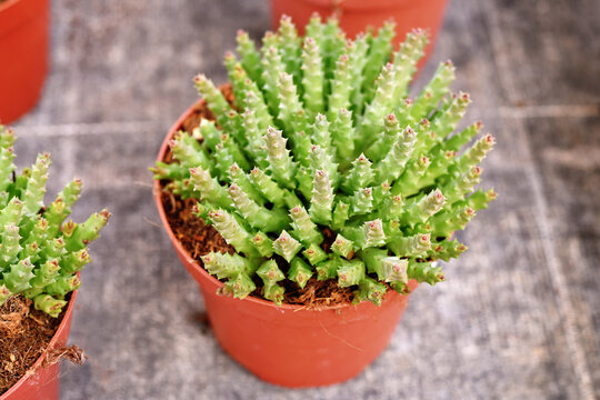 Small 'Stapelia Desmetiana' houseplant with cactus-like toothed stems in flower pot. Also called 'Orbea Variegata'