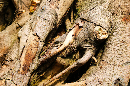 A close-up of textured tree bark, tangled roots, and wood grain on a tropical tree.