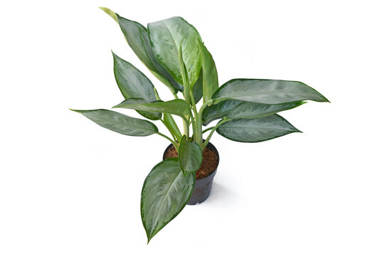 Aglaonema Silverado Chinese Evergreen houseplant. with silver leaves  n white background