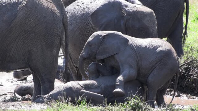 Young African elephant calves display funny playful behaviour as they wallow in the mud under the hot African sun, clumsily placing their feet on top of each other.