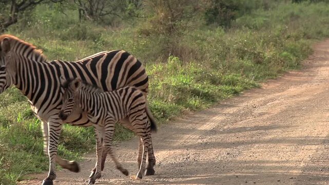 A newborn African zebra foal trots closely beside its mother along a dusty dirt road.