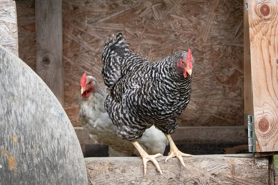 Chickens in a coop in Soldotna, Alaska. 