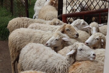 Cozy Woolly Sheep Leaning on Each Other in Rustic Farm Corral Under Soft Daylight. © FRANKLINNEVIS
